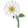 Thanksgiving 2025 White Flower
